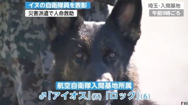 国を守る犬 災害派遣で活躍した警備犬を表彰 Japan Presence