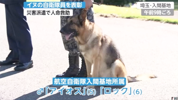 国を守る犬 災害派遣で活躍した警備犬を表彰 Japan Presence